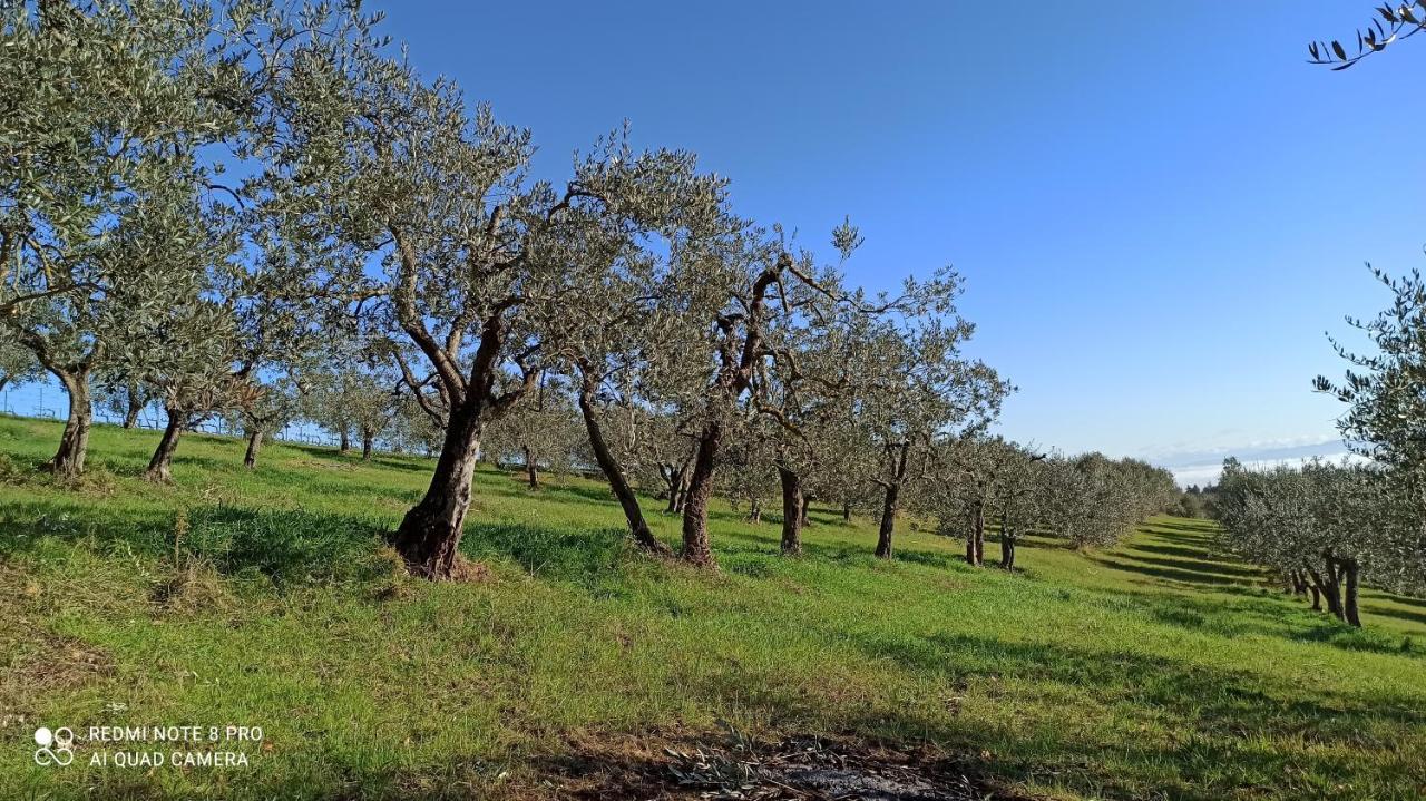 Rocca Degli Olivi Bed & Breakfast San Gimignano Eksteriør bilde